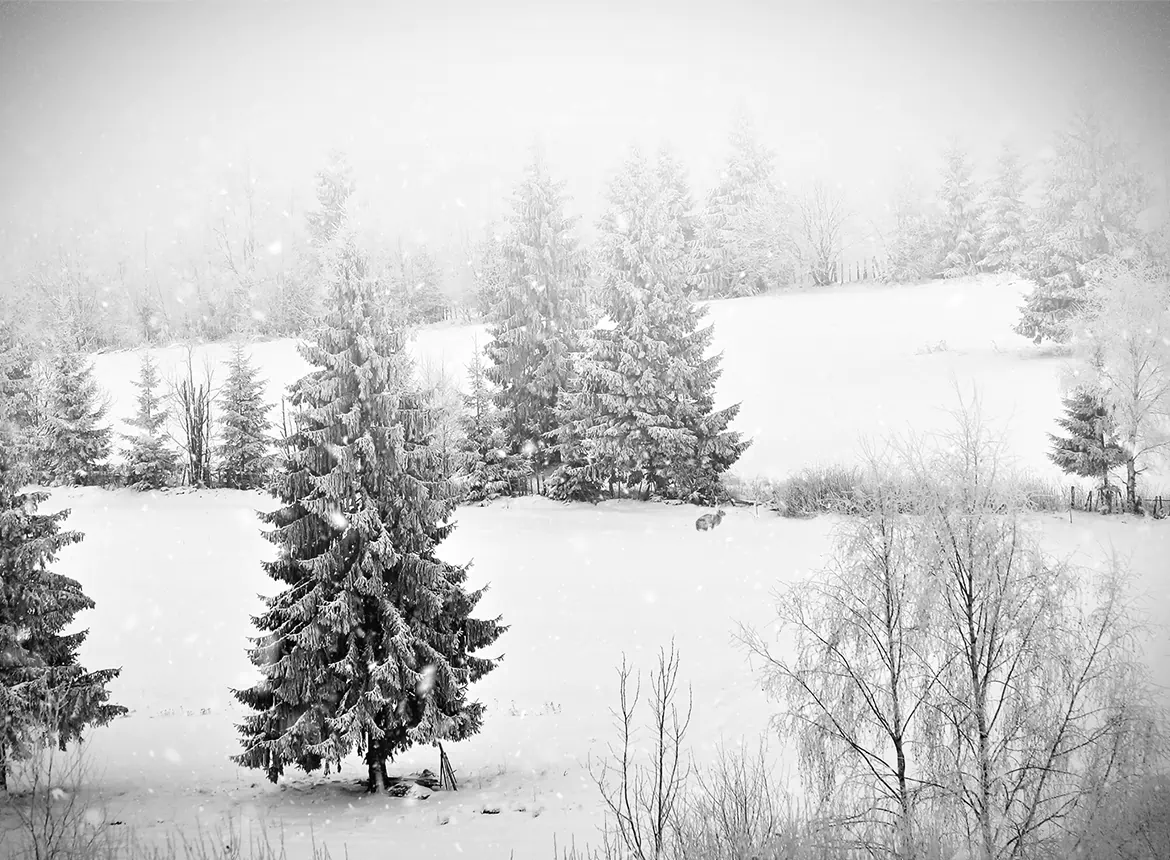 Season’s Greeting